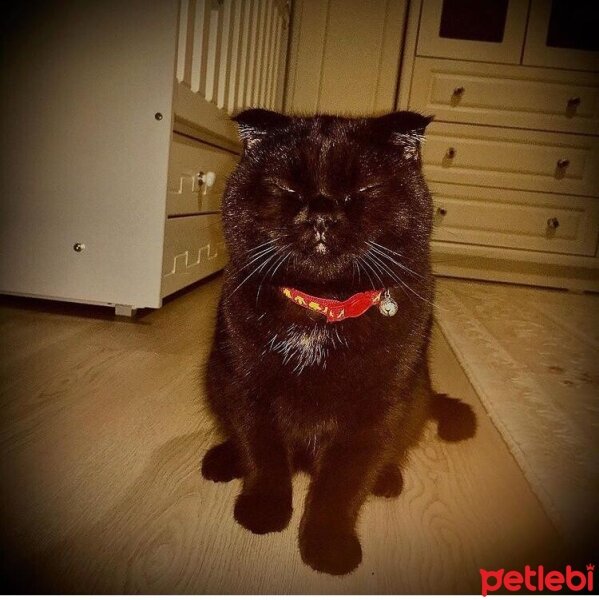 Scottish Fold, Kedi  Mars fotoğrafı