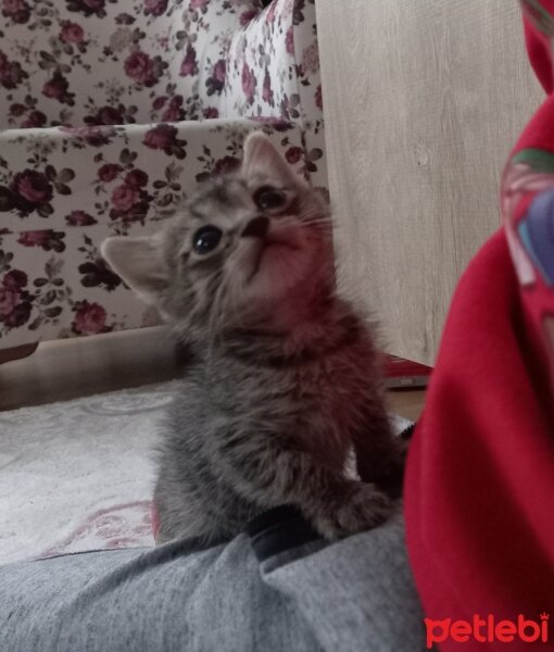 Munchkin, Kedi  Çakır fotoğrafı