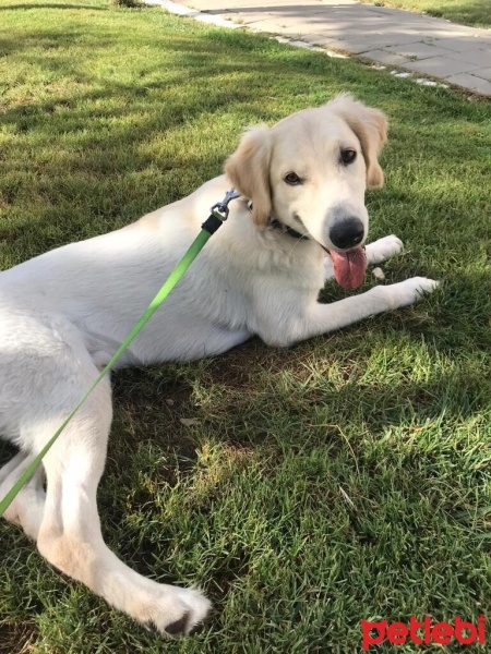Golden Retriever, Köpek  Tommy fotoğrafı
