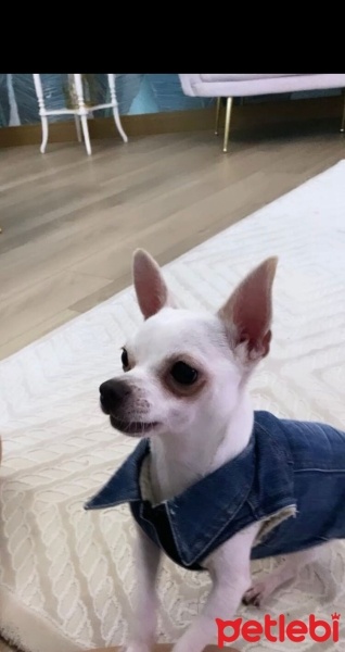 Chihuahua, Köpek  Buster fotoğrafı
