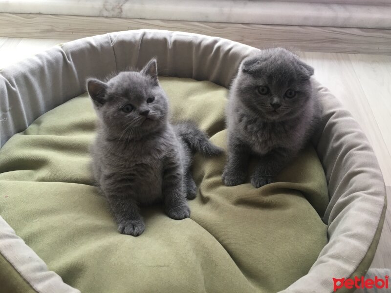 Scottish Fold, Kedi  Mianın yavruları fotoğrafı