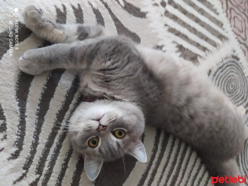 British Shorthair, Kedi  Luna fotoğrafı