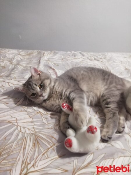 British Shorthair, Kedi  Luna fotoğrafı