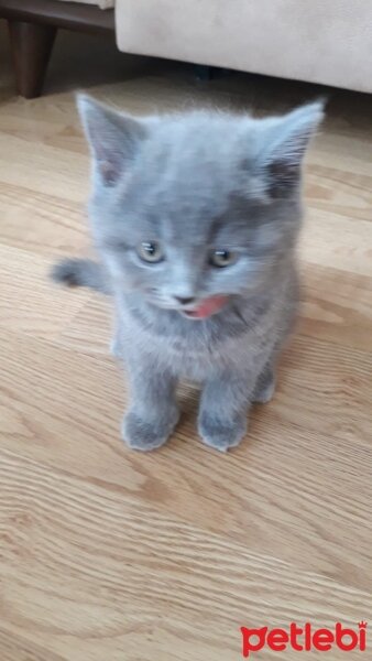 British Shorthair, Kedi  Paris fotoğrafı