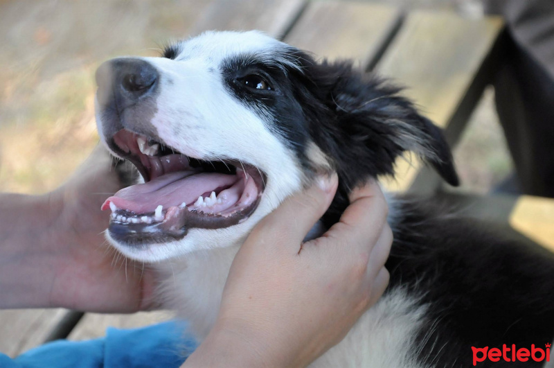 Border Collie, Köpek  Ateş fotoğrafı