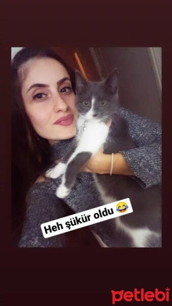 Tekir Kedi, Kedi  Şaşkın fotoğrafı