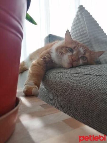 Sarman, Kedi  Lala fotoğrafı