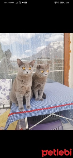 Scottish Fold, Kedi  Ponçik fotoğrafı