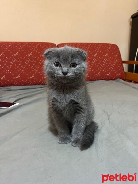 Scottish Fold, Kedi  Pıtırcıklar fotoğrafı