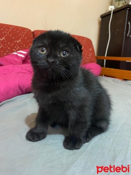 Scottish Fold, Kedi  Pıtırcıklar fotoğrafı