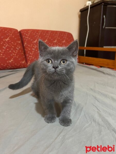 Scottish Fold, Kedi  Pıtırcıklar fotoğrafı