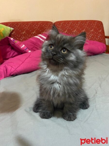 Scottish Fold, Kedi  Pıtırcıklar fotoğrafı