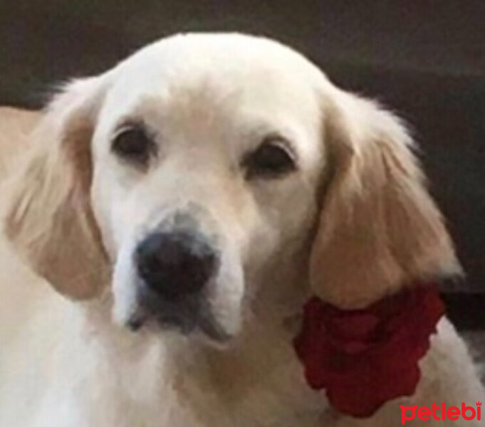 Golden Retriever, Köpek  Krem fotoğrafı