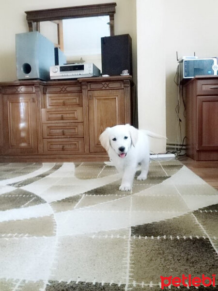 Golden Retriever, Köpek  GOFRET fotoğrafı