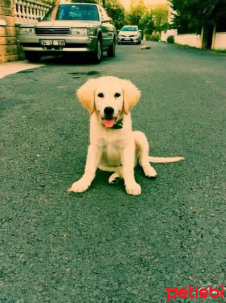 Golden Retriever, Köpek  GOFRET fotoğrafı