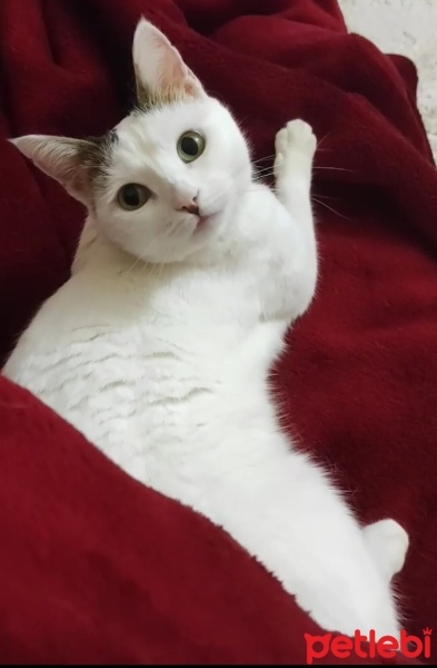 Tekir Kedi, Kedi  Boncuk fotoğrafı