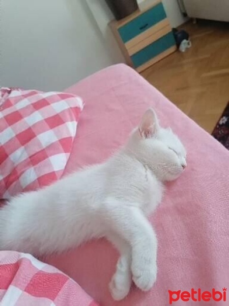 British Shorthair, Kedi  Pamuk fotoğrafı