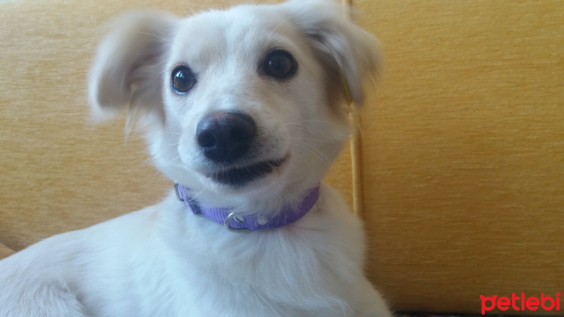 Minyatür Schnauzer, Köpek  Sevgi fotoğrafı