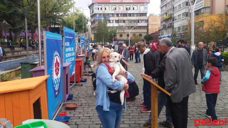 Minyatür Schnauzer, Köpek  Sevgi fotoğrafı