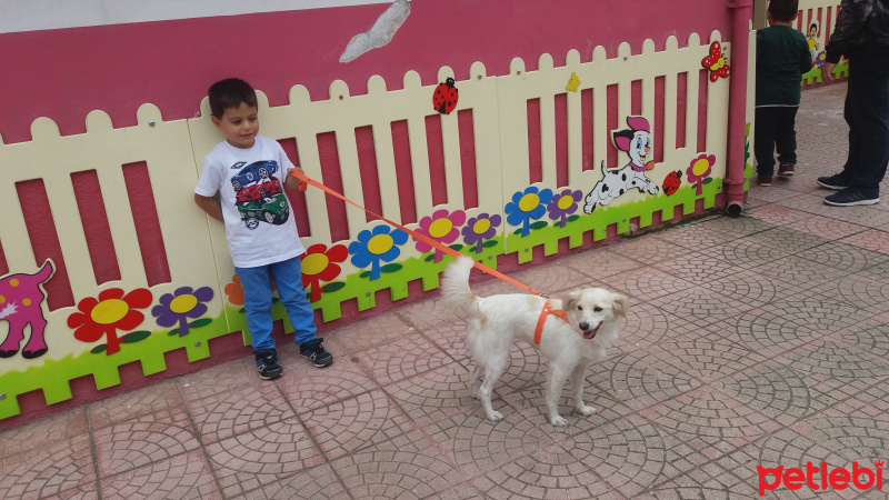 Minyatür Schnauzer, Köpek  Sevgi fotoğrafı