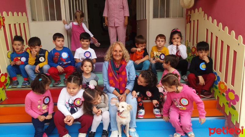 Minyatür Schnauzer, Köpek  Sevgi fotoğrafı