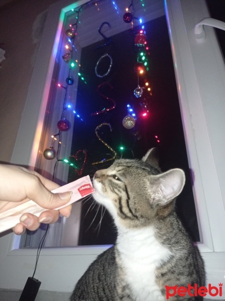 Tekir Kedi, Kedi  Şanslı fotoğrafı