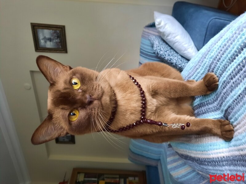 Burmese, Kedi  Ada fotoğrafı