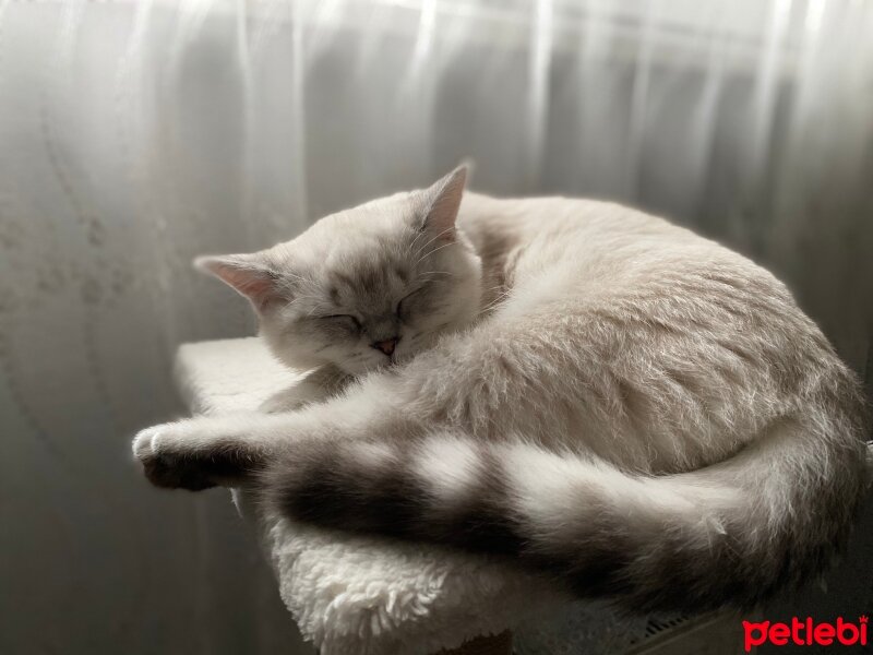 British Shorthair, Kedi  Pamuk fotoğrafı