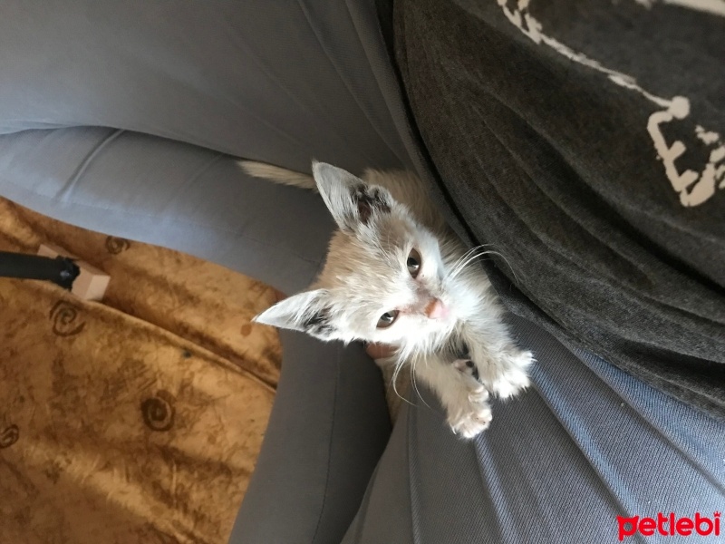 Ankara Kedisi, Kedi  Şans fotoğrafı