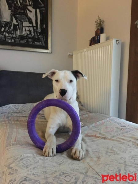 Dogo Arjantin, Köpek  rio fotoğrafı