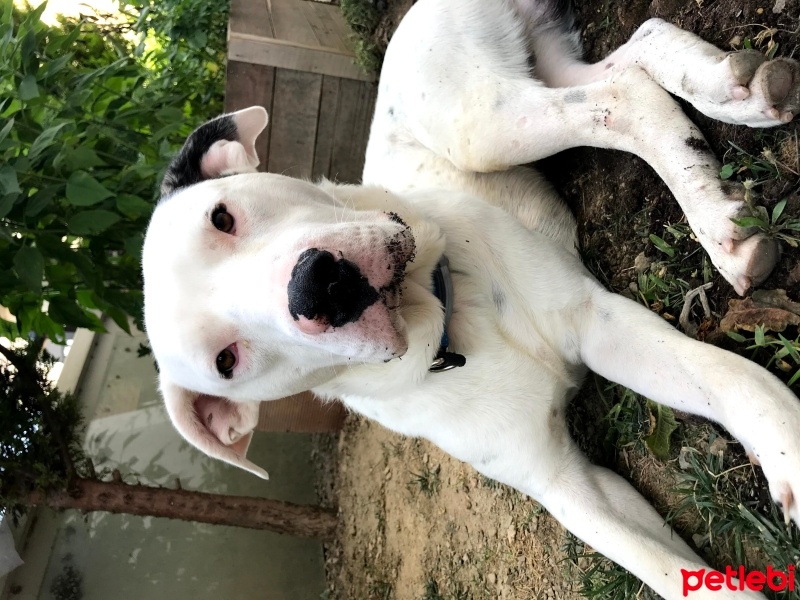 Dogo Arjantin, Köpek  rio fotoğrafı