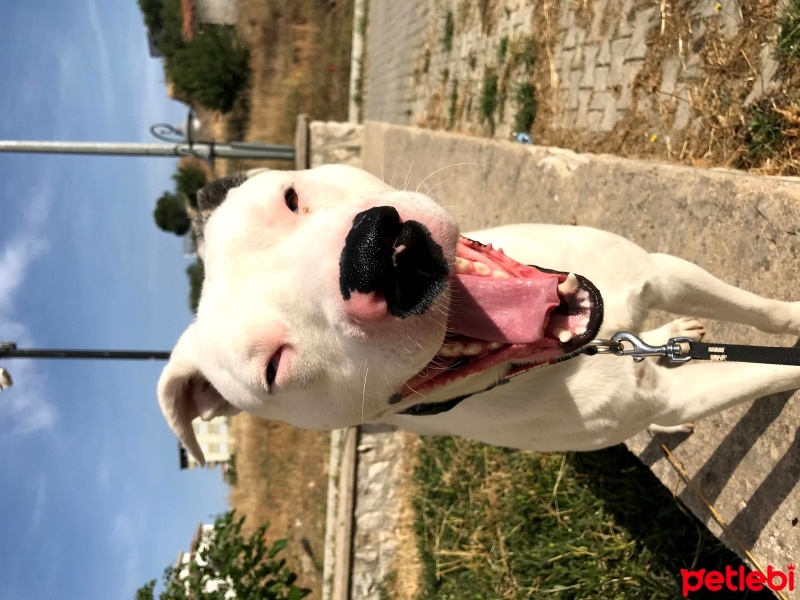 Dogo Arjantin, Köpek  rio fotoğrafı