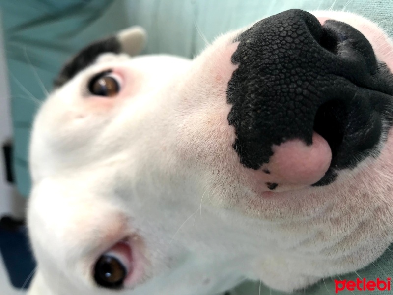 Dogo Arjantin, Köpek  rio fotoğrafı