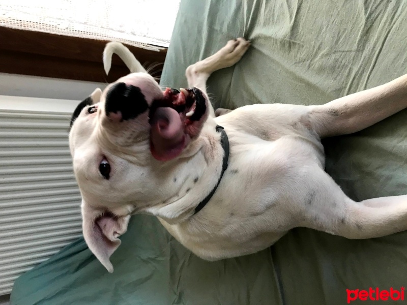 Dogo Arjantin, Köpek  rio fotoğrafı