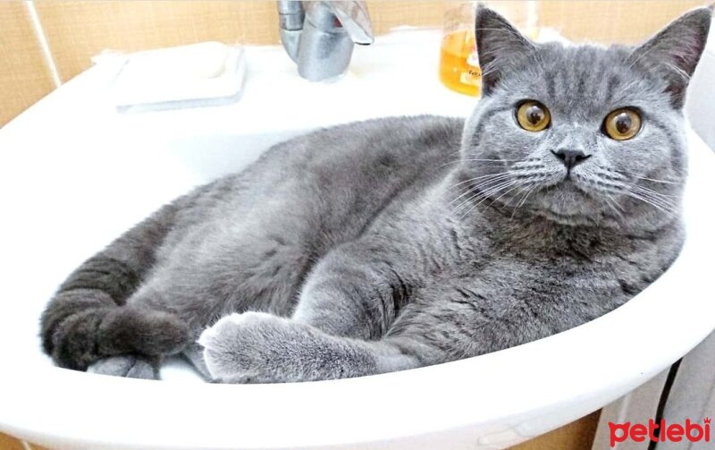 British Shorthair, Kedi  Odin fotoğrafı