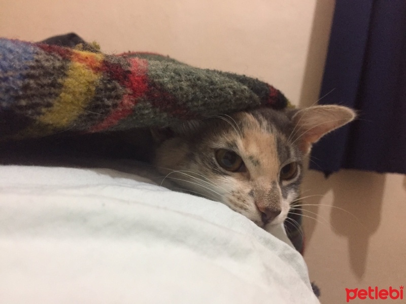 Tekir Kedi, Kedi  HERA fotoğrafı