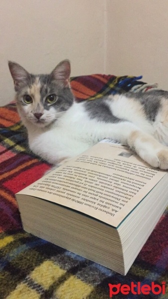 Tekir Kedi, Kedi  HERA fotoğrafı