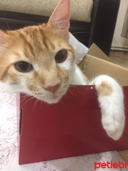 Tekir Kedi, Kedi  HERMES fotoğrafı