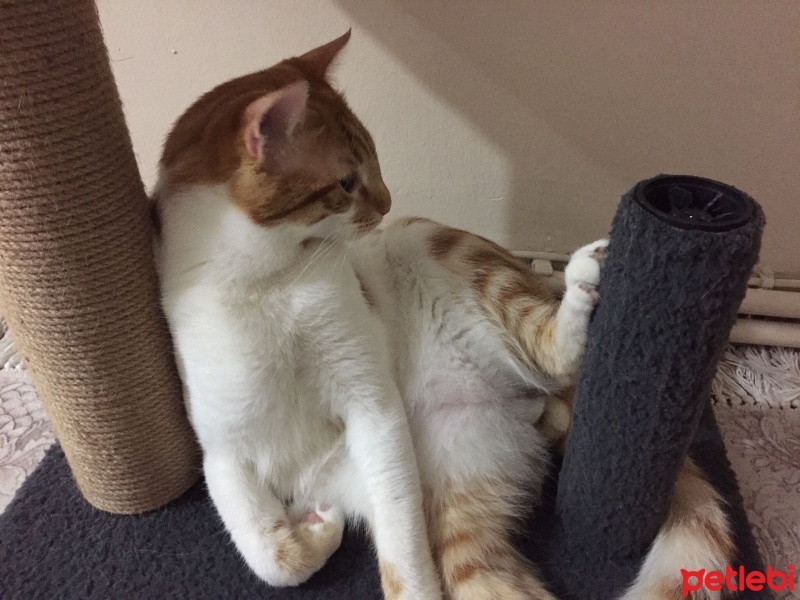 Tekir Kedi, Kedi  HERMES fotoğrafı