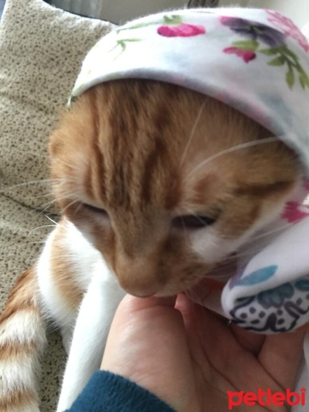 Tekir Kedi, Kedi  HERMES fotoğrafı
