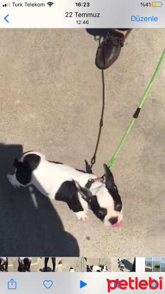 Fransız Bulldog, Köpek  Oscar fotoğrafı