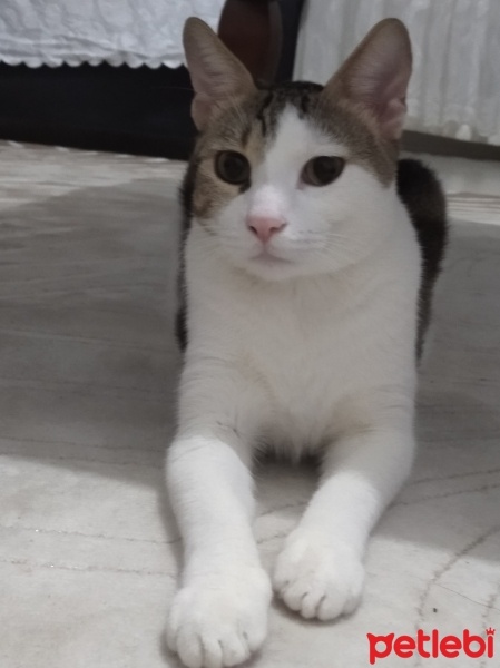 Tekir Kedi, Kedi  Boncuk fotoğrafı