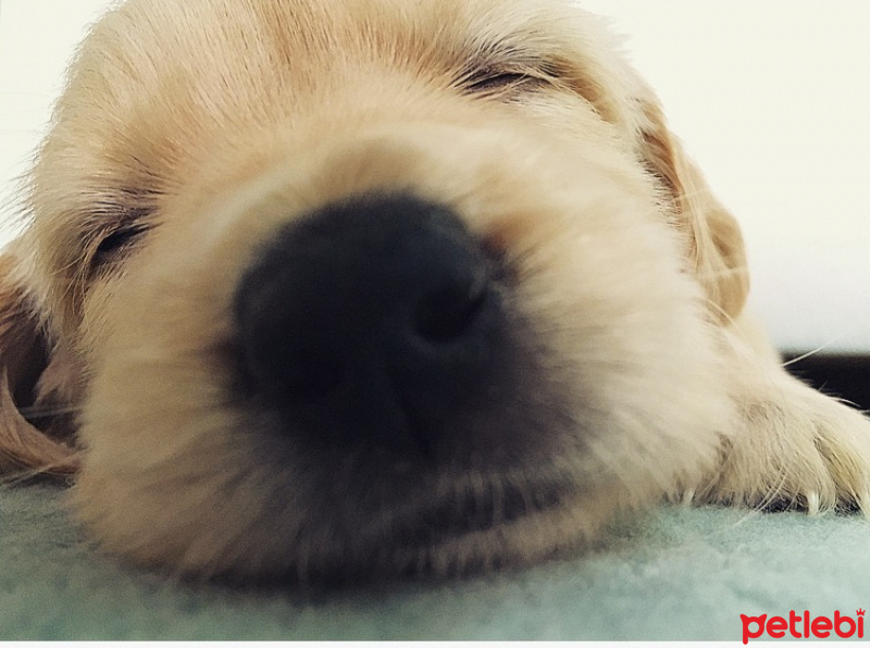 Golden Retriever, Köpek  Queen fotoğrafı
