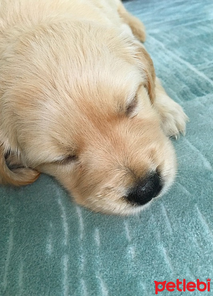 Golden Retriever, Köpek  Queen fotoğrafı