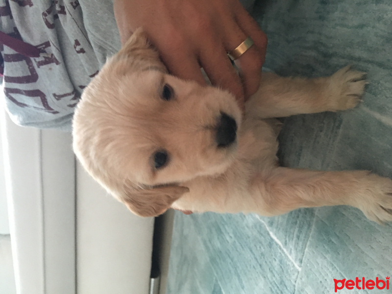 Golden Retriever, Köpek  Queen fotoğrafı