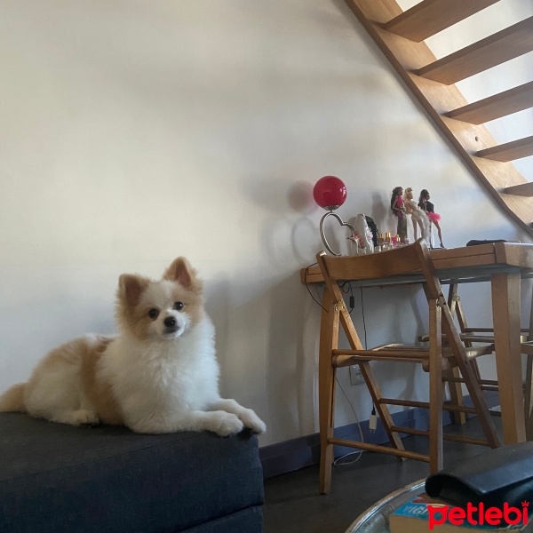 Pomeranyalı, Köpek  Oğlum lupin’e eş arıyoruz fotoğrafı