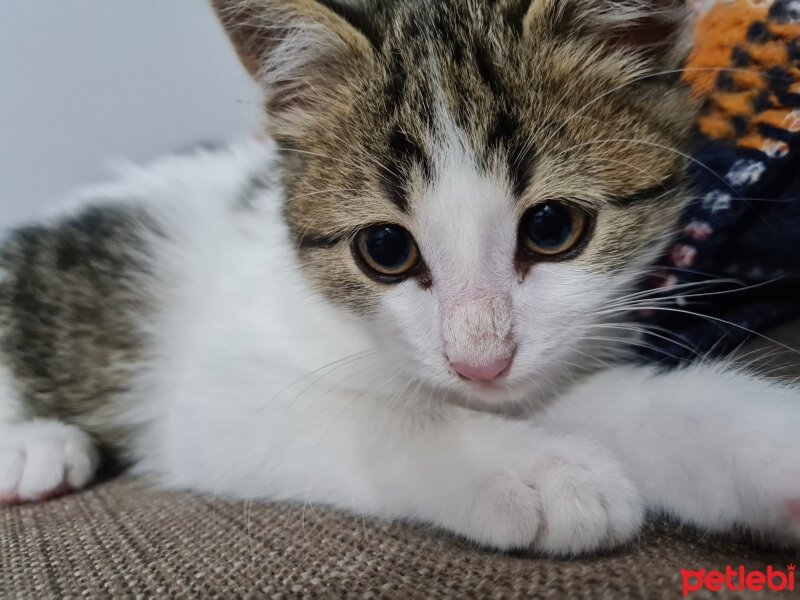 Tekir Kedi, Kedi  Boncuk fotoğrafı