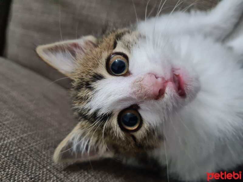 Tekir Kedi, Kedi  Boncuk fotoğrafı