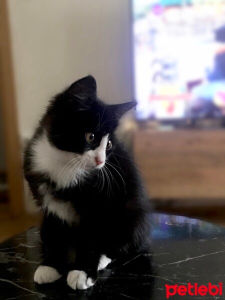 Tuxedo (Smokin) Kedi, Kedi  Milena fotoğrafı