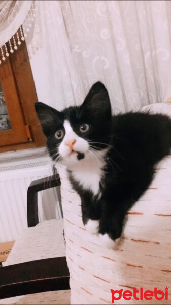 Tuxedo (Smokin) Kedi, Kedi  Milena fotoğrafı